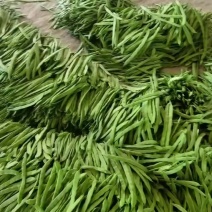 山西扁豆各种豆类