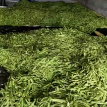 大量出售油豆角