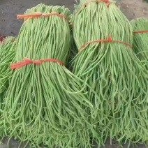 河北长豆角货量大鲜嫩翠绿无虫眼无黑点无暗病虫害承接加工批发