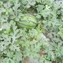 精品甜王