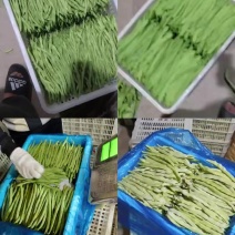 山西扁豆白豆小金豆