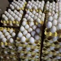 大量供应土鹅蛋