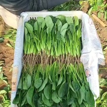 张家口沽源县菠菜大量上市产地直发量大从优欢迎来电