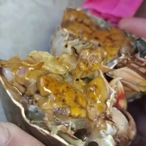 青蟹3-6两，各种规格通货