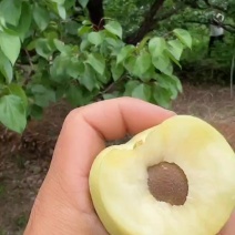 遵化山坡香白杏