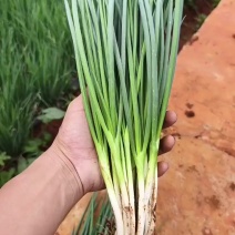无染色小葱产地直供无中间商赚差价，货源充足常年有货