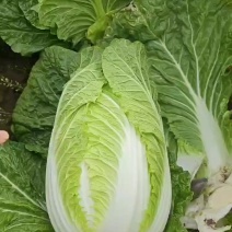 白菜
