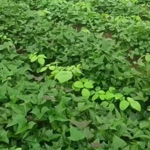 优质大田红薯苗，商薯19，西瓜红。