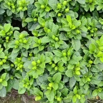 栀子花基地直发