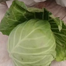 【精品甘蓝】商超品质可支持视频看货基地直供诚信经营