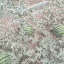 西瓜