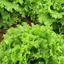 精品生菜价格不高欢迎下单