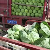 小甘兰价格不高欢迎下单