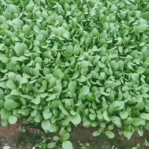 精品鸡毛菜
