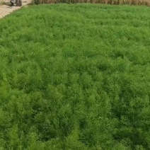 茴香苗
