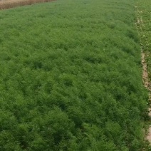 精品茴香苗