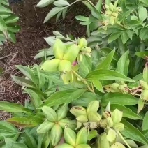 赤芍角，杂花赤芍角。500亩