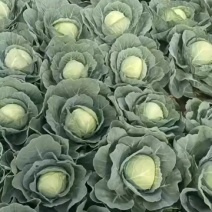 河北甘蓝/圆包菜/大量有货基地直供可视频看货
