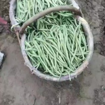 架豆王一一无筋逗