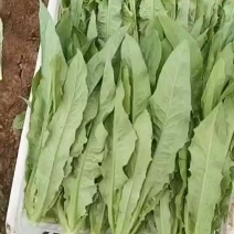 河北邯郸永年精品油麦菜，量大价格优惠有需要的老板请联系