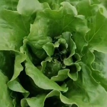 河北邯郸生菜蔬菜大量有货基地直供可视频看货
