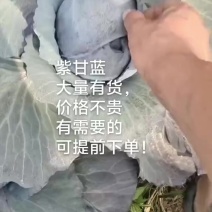紫甘蓝价格不高欢迎下单