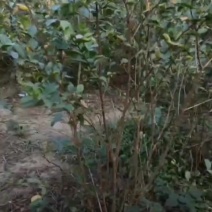 苗圃大量出售冠幅50-300厘米丛生紫薇