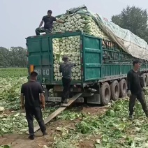 河北坝上黄心大白菜大量供应全国各地