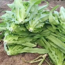油麦