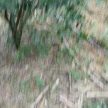 新会柑.