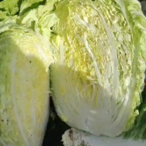 黄心大白菜300亩己大量上市需要老板抓紧联系，