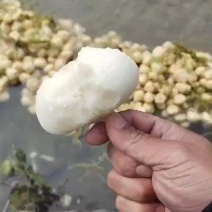 凉薯