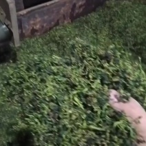 水洗蒲公英茶叶