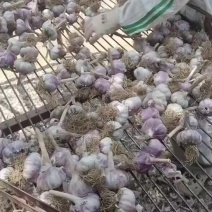 邯郸大名大蒜产区一（大量现货）