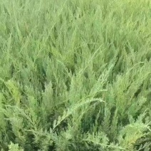 沙地柏