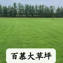 马尼拉草坪
