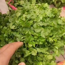 香菜