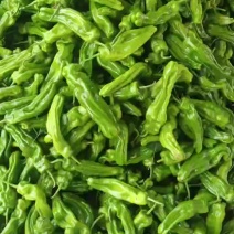 新茬芜湖椒大量上市中，货源充足质量保证