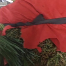 精品平叉韭菜