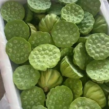 大量现货供应新鲜莲蓬电商、工厂、商超。支持一件代发