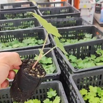 通草苗大户5000株起贵州大通草杯苗通草苗大通草