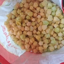 黑龙江海伦菇娘果大量上市