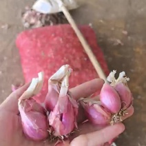 四季香葱红葱黄葱皆有支持一件代发量大价优