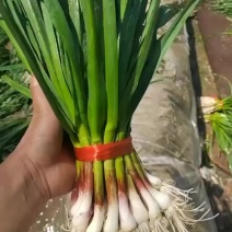 东北一点红蒜苗万亩基地大量上市