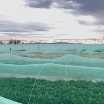 3000亩菠菜种植基地现已开市，欢迎各大采购商光临
