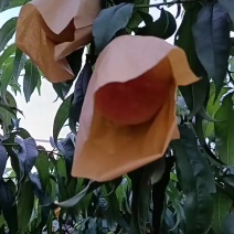 阳山水蜜桃/白凤/突围基地直供可视频看货