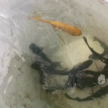 常年销售优质虹金鳟