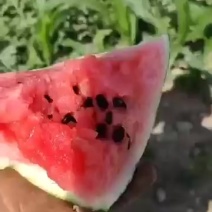 台头西瓜欢迎订购V同步