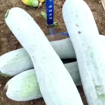 冬瓜