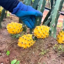 海南燕窝果批发，一件代发，